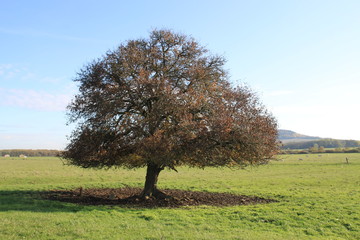 Naklejka premium Arbre parc à vaches