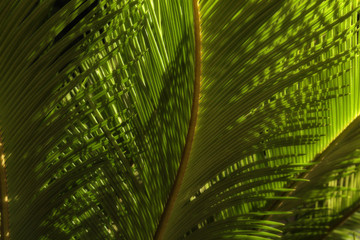 palm leaves in the rays of the setting sun