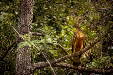 Oriental Honey Buzzard bird resting on a branch