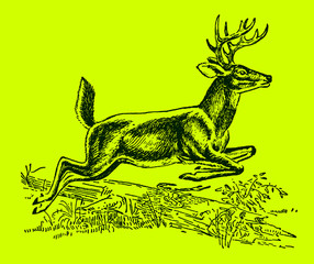 Male white-tailed or virginia deer odocoileus virginianus jumping over a lying tree trunk, on a bright green background. Editable in layers