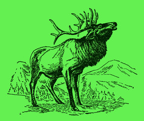Male wapiti or elk cervus canadensis standing and roaring in a mountainous landscape, on a green background. Editable in layers