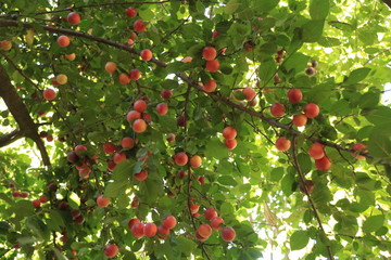 red plums