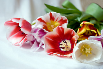 Obraz na płótnie Canvas bouquet of tulips