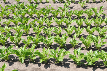 On the farm field grow sugar beets