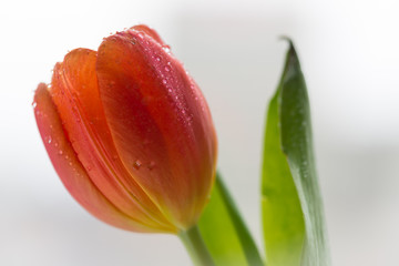 Orange tulip with moisture on its petals. The orange flowers has long green stems. The background is grey and white. 