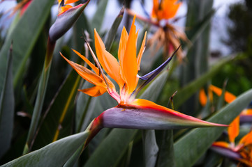Fototapeta na wymiar tropical flower