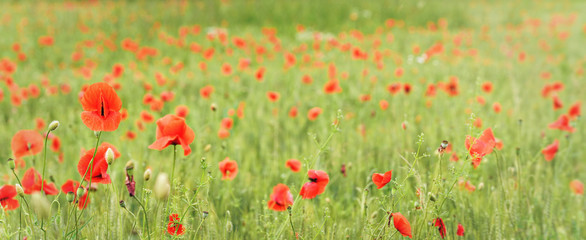 Obraz na płótnie Canvas Wild red poppies growing in green wheat field, wide panorama banner