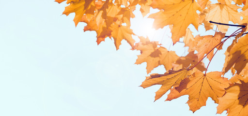 Obraz premium Autumn background, yellow maple leaves isolated on white background. Free space for an inscription. The time of year is autumn.