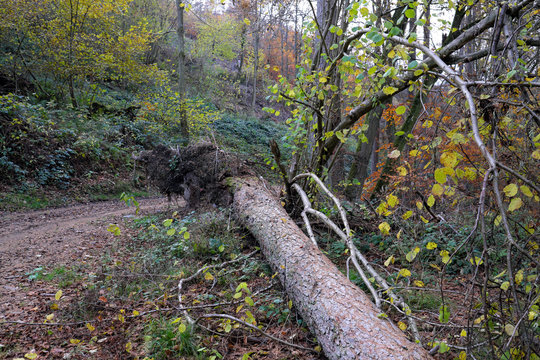 Entwurzelter Baum an Waldweg nach Sturm im Westerwald - Stockfoto © Westwind