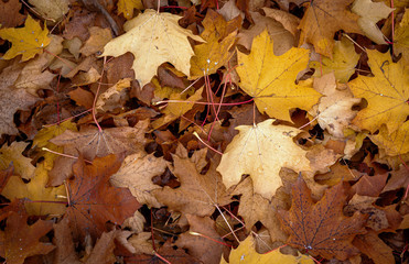 Autumn background, yellow maple leaves. Free space for an inscription. The time of year is autumn.