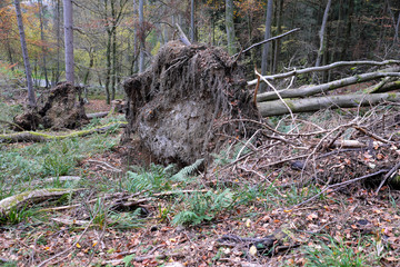 Sturmschaden im Wald mit entwurzelten Bäumen - Stockfoto