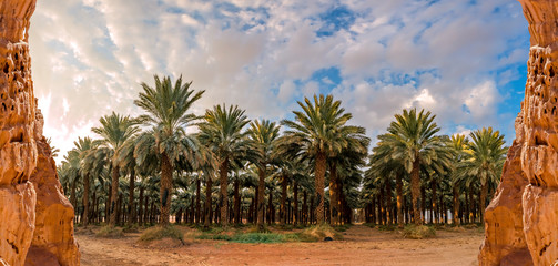 Panorama with plantation of date palms. Image depicts advanced desert agriculture industry in the...