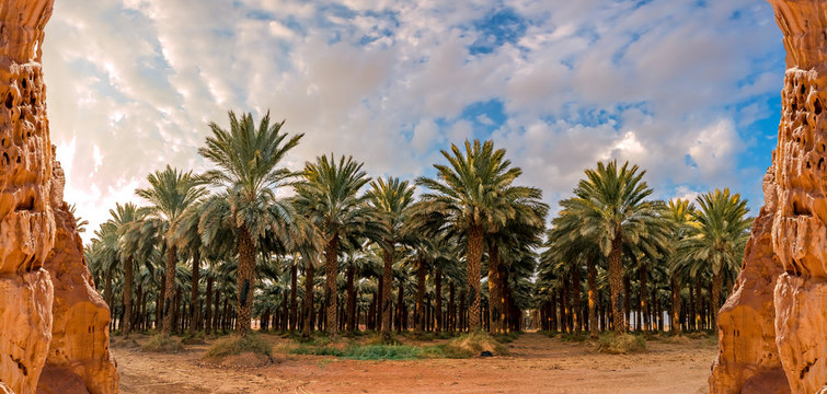 Panorama with plantation of date palms. Image depicts advanced desert agriculture industry in the Middle East