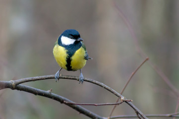 Common great tit sits on a thin tree branch
