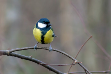 Fototapeta premium Common great tit sits on a thin tree branch