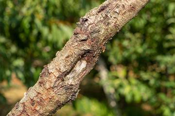 diseased bark and trunk of a peach and nectarine tree. Close-up macro, rot and garden pests