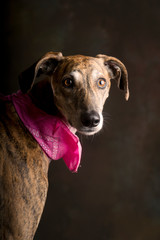 Portrait of a brindle greyhound dog with a pink scarf