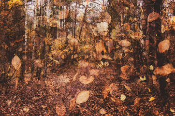 Las jesienią, opadłe kolorowe liście.  - obrazy, fototapety, plakaty