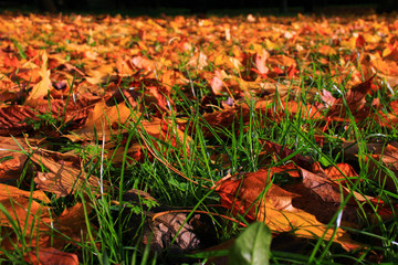 Fototapeta na wymiar Carpet of dead leaves, orange, spread on the ground in the middle of the green grass.