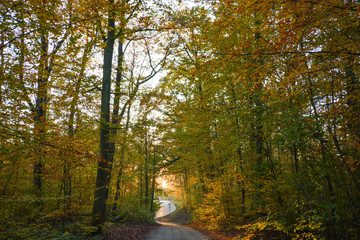 Autumn Street in the forest near Erlligheim, South of Germany