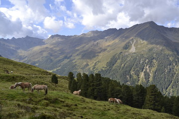 Grazing horses on a mountain meadow