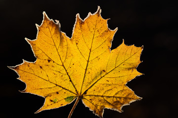 Closeup of an old yellow leaf from the maple tree in the back light in front of dark background with hoarfrost on the edge in cold weather