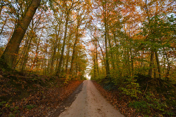 Fototapeta na wymiar Autumn Street in the forest near Erlligheim, South of Germany