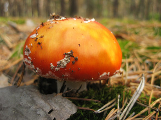 Mushroom in the forest