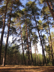 Pine trees in the forest