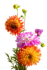 Isolated colourful dahlia flowers over white background