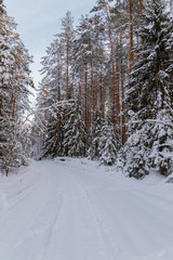 Snowy rural road in the winter forest
