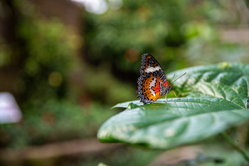 Fototapeta na wymiar red lacewing butterfly resting from fly through toxic air