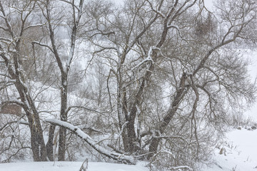 Winter landscape with trees in a snow-covered park, close-up