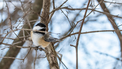 black-capped chickadee on tree
