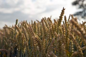 Corn field countryside in spring