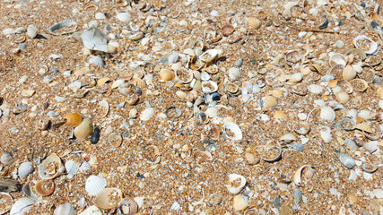 Close up of beach sand with lots of sea shells. horizontal close-up photo of sea small shells.