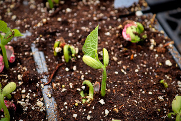 Young roma beans sprouting in growing trays