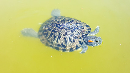 Obraz premium A turtle enjoying its swim. Green turtle swimming in murky waters at a pond.