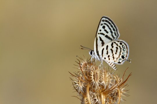 Tarucus balkanicus  783