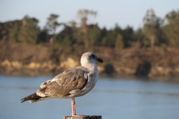 Seagull on a wooden post