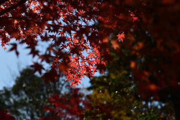 モミジ紅葉