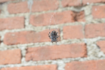 araña en su red con ladrillos de fondo