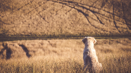 Fototapeta premium Golden Retriever schaut auf ein Feld