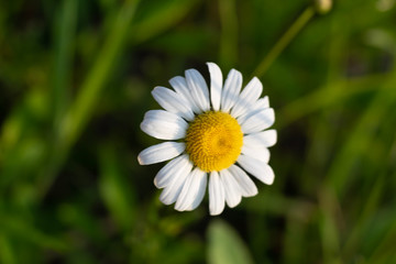 Close-up of chamomile daisy in bloom in a field in Cleveland, Ohio.