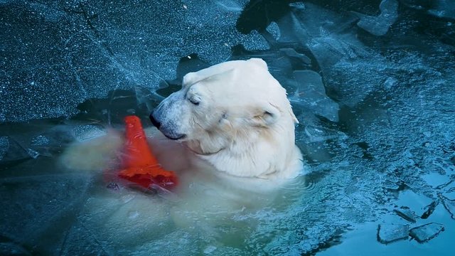 A big polar bear tries to get rid of plastic trash in the water and breathes hard through the ice hole. Environmental problems for animals and land.