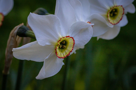 Daffodile