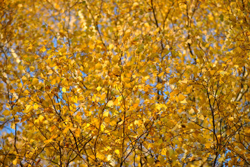 Naklejka na ściany i meble Birch branches with yellow leaves in autumn, in the light of sunset. Dry autumnal leaves background, golden birch tree foliage, bright yellow sunshine, autumn park, seasons change, fall nature