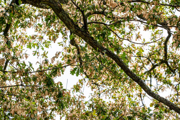 blooming cherry tree in spring, nacka, stockholm, sweden