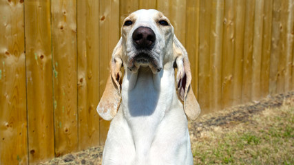 Close up eye to eye view of a Porcelaine Scent Hound