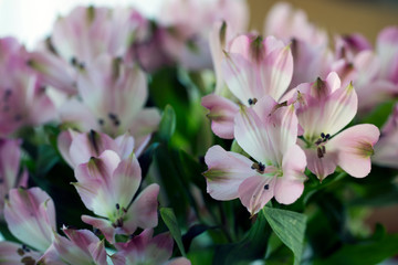 pink flowers, sweden, stockholm